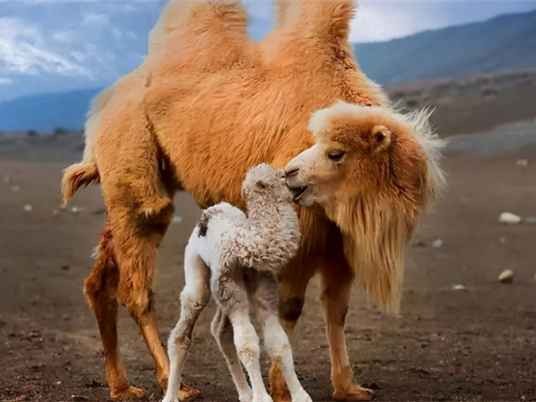 探秘骆驼牌子 从户外新秀到国民装备的成长之路