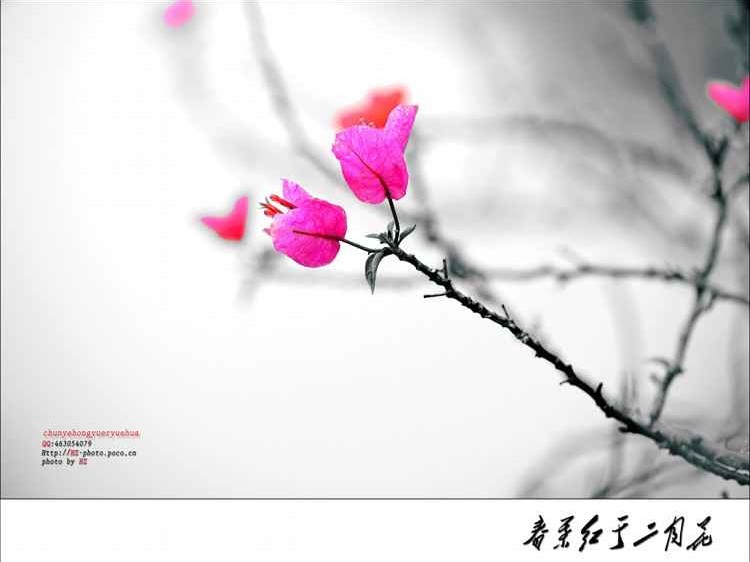 二月花开知多少：解密早春时节的繁花盛宴