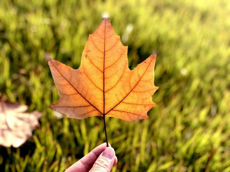 漫山遍野的金色世界：秋天里那些让你暖洋洋的黄