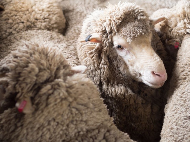 驼绒藏着的温暖秘密